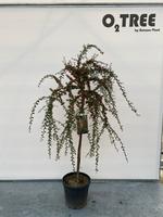 Cotoneaster sal. Coral Beauty