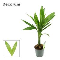 Dypsis (Areca) Catechu
