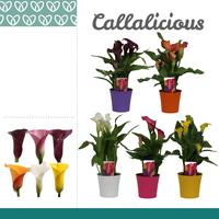 Zantedeschia varieties in Linge pot