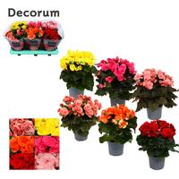Begonia 5 colours in box