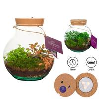 WARDIANS Terrarium Venus + rechargeable LED