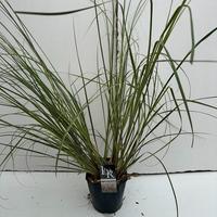 Cortaderia sell. Silver Minipampas