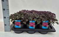 Sedum Sunsparkler Dazzleberry