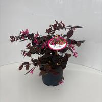 Loropetalum chin. Fire Dance
