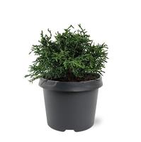 Chamaecyparis obt. Lycopodioides