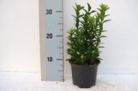 Euonymus jap. Pulchellus