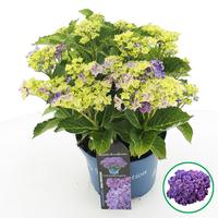 Hydrangea macr. Royalty Curly Sparkle Purple