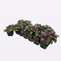 Ajuga reptans Burgundy Glow