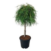 Thuja pl. Kagers Beauty'