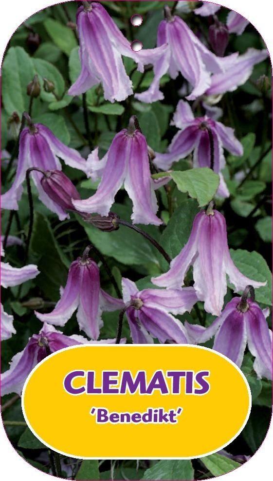 Picture of Clematis Benedikt P15 (2 Ltr/high) 80/100