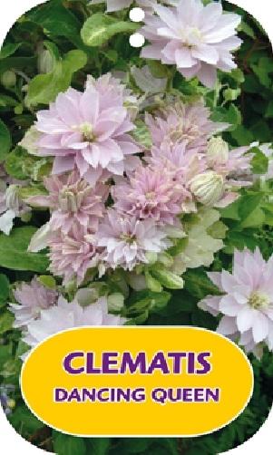 Picture of Clematis Dancing Queen P15 (2 Ltr/high) 80/100