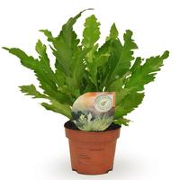 Asplenium Campio (INDOOR)