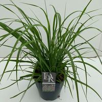 Pennisetum al. Red Head