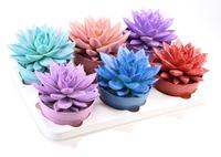 Echeveria 'Miranda Rainbow sprinkle mix