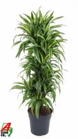 Dracaena Lemon Lime branched