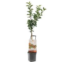 Malus dom. Topaz - Wonder Tree