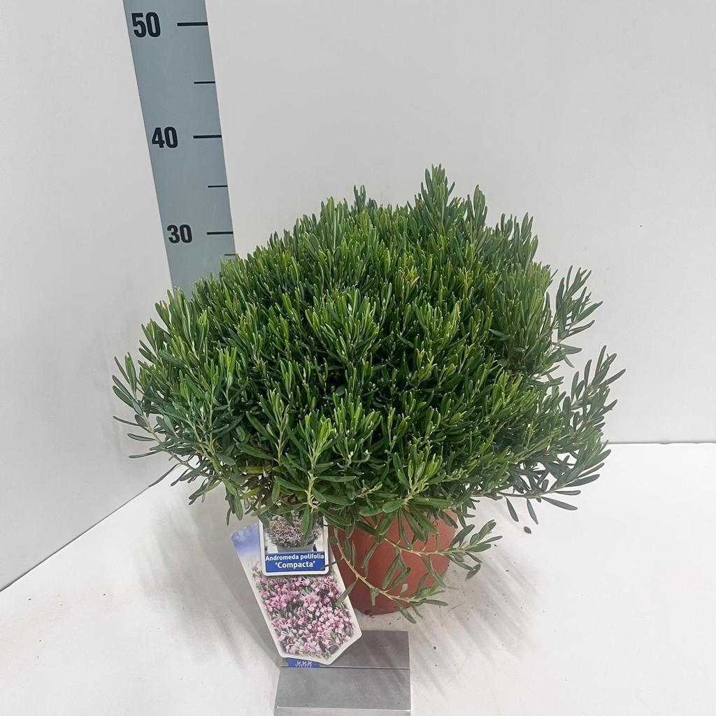 Picture of Andromeda pol. Compacta P23 (5 Ltr)