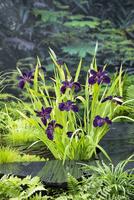 Iris Black Gamecock
