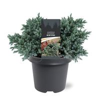 Juniperus squa. Blue Star