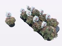 Sempervivum Chick Charms Mint Marvel