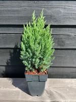 Juniperus chin. Stricta