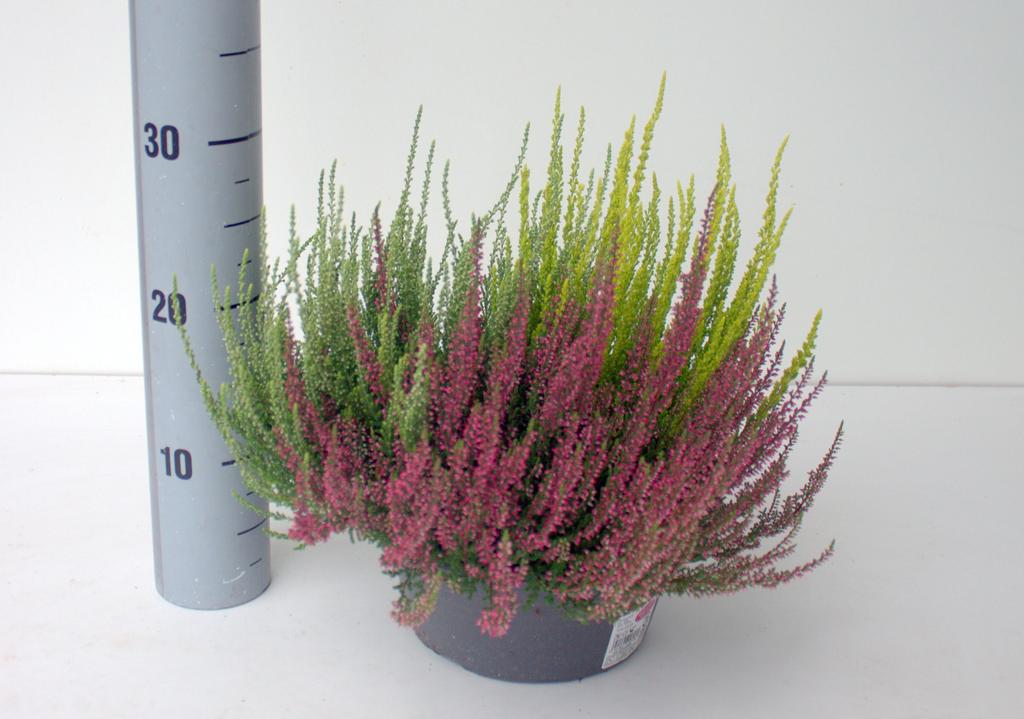 Picture of Calluna Garden Girls Trio bowl KW31-KW37 P23 28CM