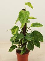 Epipremnum aureum 50cm Kratiste climbing stick