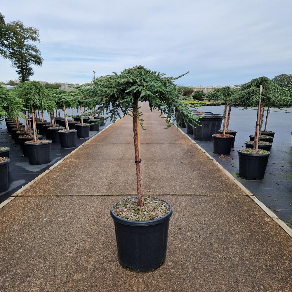 Picture of Juniperus com. Zeal C15 60/STD