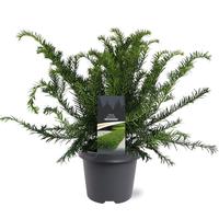 Taxus baccata Repandens