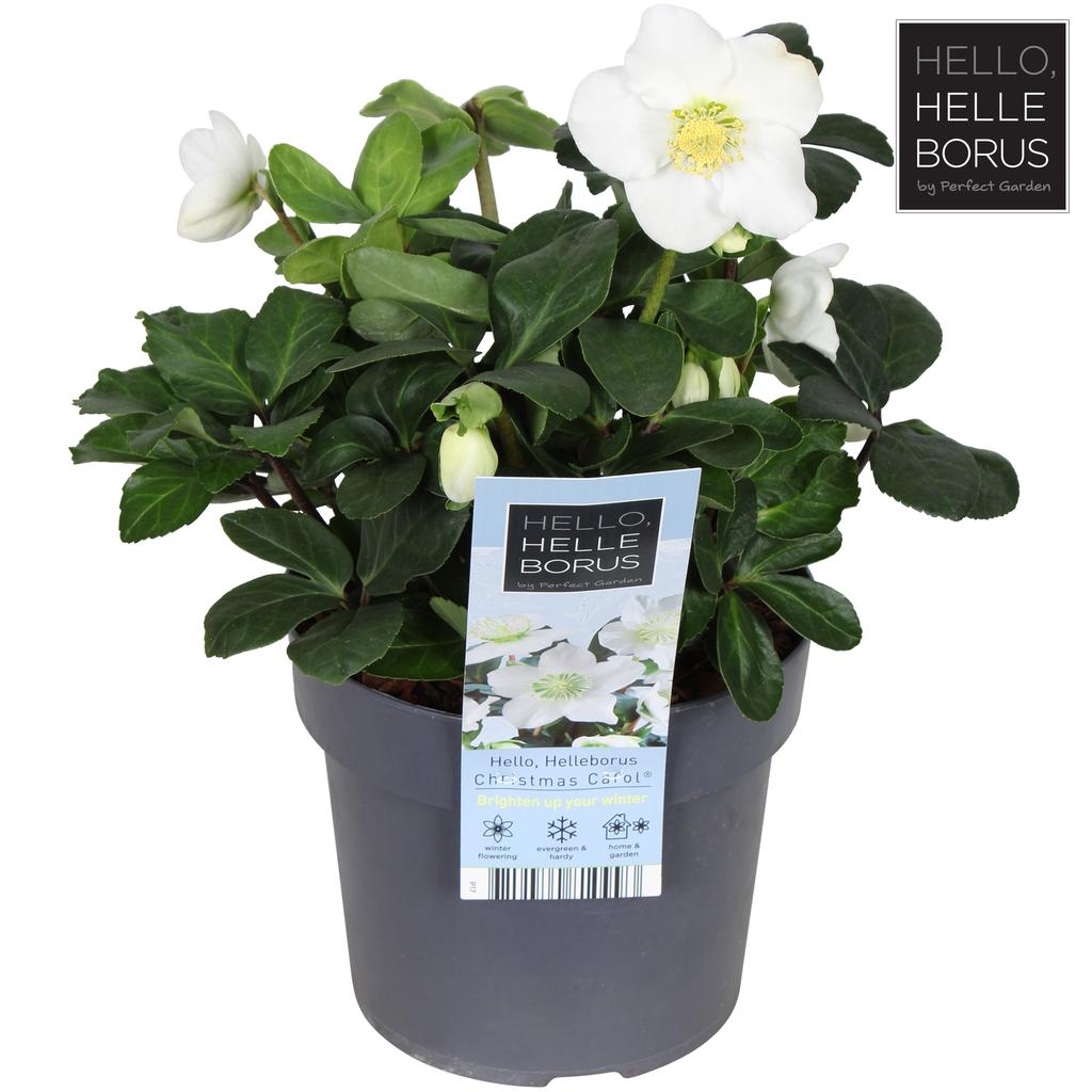 Obrázek Helleborus niger Christmas Carol P17 (2 Ltr)
