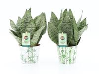 Sansevieria Black Coral in Potcover Bamboo