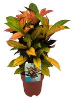Codiaeum Variegatum Mrs. Iceton
