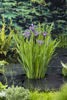 Iris versicolor