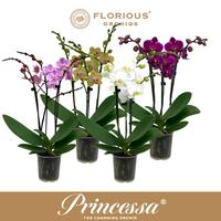 Phalaenopsis hybrid in varieties