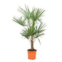 Trachycarpus fortunei (004)