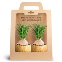 Nolina 2-Pack Leaf Tangerine
