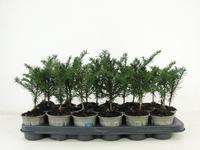 Taxus baccata