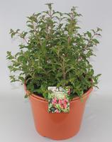 Fuchsia Riccartonii