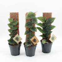 Monstera Dubia & Rhaphidophora varieties