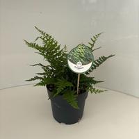 Dryopteris affinis
