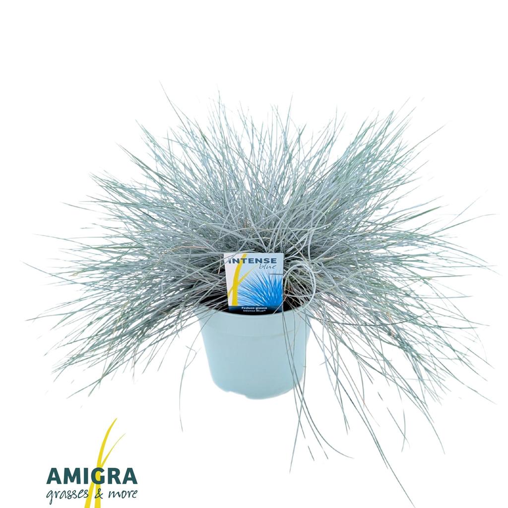 Image de Festuca glauca Intense Blue® P17 (2 Ltr)