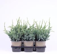 Juniperus squa. Meyeri