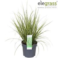 Carex brun. Variegata