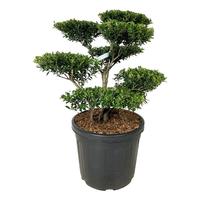 Ilex cr. Blondie