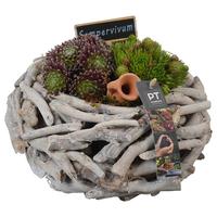 PTS7438 Arrangement Sempervivum in wooden box