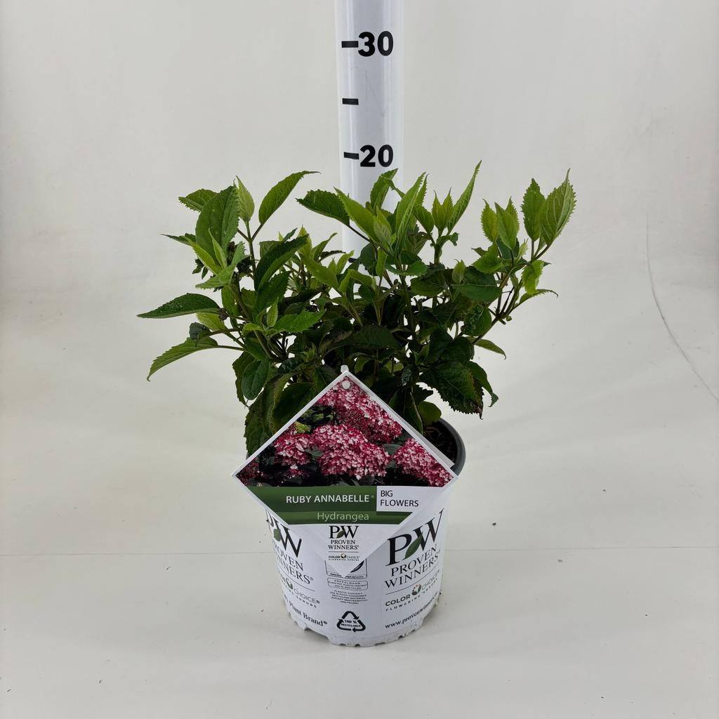 Picture of Hydrangea arb. Ruby Annabelle P19 (3 Ltr)