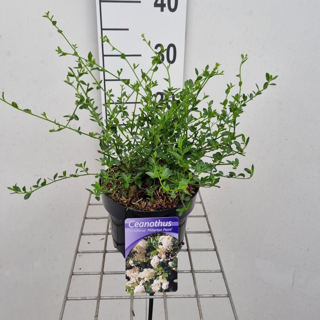 Picture of Ceanothus Millerton Point P17 (2 Ltr) 30CM