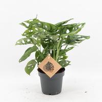 Monstera Monkey Leaf