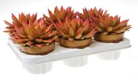 Echeveria Miranda Rainbow salmon