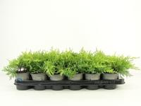 Juniperus pfit. Gold Star
